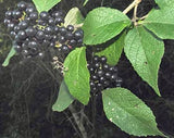 Callicarpa acuminata | Mexican Black Beautyberry | 20_Seeds