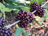 Callicarpa acuminata | Mexican Black Beautyberry | 20_Seeds
