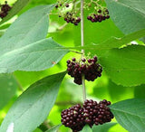 Callicarpa acuminata | Mexican Black Beautyberry | 20_Seeds