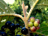 Callicarpa acuminata | Mexican Black Beautyberry | 20_Seeds