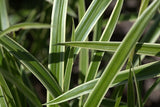 Carex morrowii Pinkie | Morrows & Japanese Grass Sedge | 100_Seeds