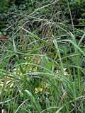 Carex morrowii Pinkie | Morrows & Japanese Grass Sedge | 100_Seeds