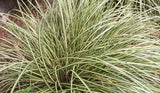 Carex morrowii Pinkie | Morrows & Japanese Grass Sedge | 100_Seeds