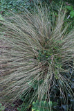 Carex morrowii Pinkie | Morrows & Japanese Grass Sedge | 100_Seeds