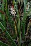 Carex morrowii Pinkie | Morrows & Japanese Grass Sedge | 100_Seeds