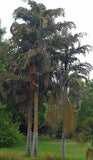 Caryota maxima | Himalayan Fish Tail Palm | Mountain Fishtail | 5_Seeds