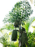 Caryota maxima | Himalayan Fish Tail Palm | Mountain Fishtail | 5_Seeds