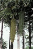 Caryota maxima | Himalayan Fish Tail Palm | Mountain Fishtail | 5_Seeds