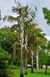 Caryota maxima | Himalayan Fish Tail Palm | Mountain Fishtail | 5_Seeds