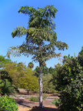 Caryota maxima | Himalayan Fish Tail Palm | Mountain Fishtail | 5_Seeds