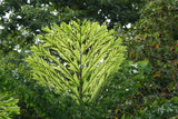Caryota mitis | Clustering Fishtail Palm | 5_Seeds