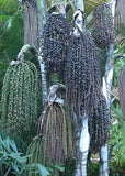 Caryota mitis | Clustering Fishtail Palm | 5_Seeds