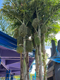 Caryota mitis | Clustering Fishtail Palm | 5_Seeds