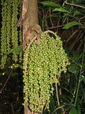 Caryota mitis | Clustering Fishtail Palm | 5_Seeds