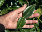 Citrus macroptera | Shatkora | Hatkhora | Ginger Lime | Wild Orange | 10_Seeds