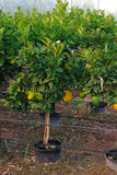 Citrus medica | Citron | 20_Seeds