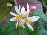 Citrus medica | Citron | 20_Seeds