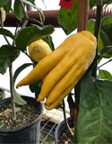 Citrus medica | Citron | 20_Seeds