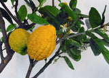 Citrus medica | Citron | 20_Seeds