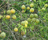 Citrus taitensis | Rough Lemon | 10_Seeds