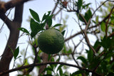 Citrus taitensis | Rough Lemon | 10_Seeds