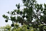 Citrus taitensis | Rough Lemon | 10_Seeds