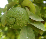 Citrus taitensis | Rough Lemon | 10_Seeds