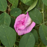Clitoria ternatea Double Pink | 20_Seeds