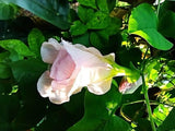Clitoria ternatea Double Pink | 20_Seeds