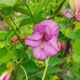 Clitoria ternatea Double Pink | 20_Seeds