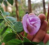 Clitoria ternatea Double Pink | 20_Seeds