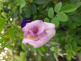 Clitoria ternatea Double Pink | 20_Seeds