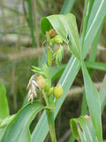 Coix lacryma-jobi | Adlay | Millet | Jobs Tears | 10_Seeds