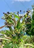 Coix lacryma-jobi | Adlay | Millet | Jobs Tears | 10_Seeds