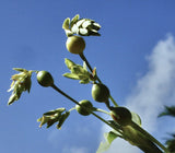 Coix lacryma-jobi | Adlay | Millet | Jobs Tears | 10_Seeds