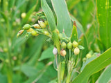 Coix lacryma-jobi | Adlay | Millet | Jobs Tears | 10_Seeds