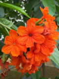 Cordia sebestena | Siricote | Kopte | Geiger Tree | Geranium | Anaconda |5_Seeds
