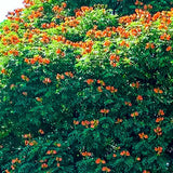 Cordia sebestena | Siricote | Kopte | Geiger Tree | Geranium | Anaconda |5_Seeds