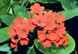 Cordia sebestena | Siricote | Kopte | Geiger Tree | Geranium | Anaconda |5_Seeds