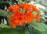 Cordia sebestena | Siricote | Kopte | Geiger Tree | Geranium | Anaconda |5_Seeds