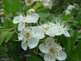 Crataegus songorica | Hawthorn | 20_Seeds
