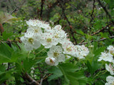 Crataegus songorica | Hawthorn | 20_Seeds