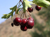 Crataegus songorica | Hawthorn | 20_Seeds