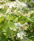 Crataegus songorica | Hawthorn | 20_Seeds