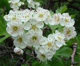 Crataegus songorica | Hawthorn | 20_Seeds