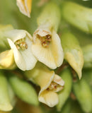 Dalbergia sissoo | North Indian Rosewood | Shisham | 10_Seeds