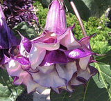 Datura metel Triple Purple | 20_Seeds