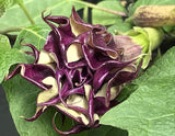 Datura metel Triple Purple | 20_Seeds