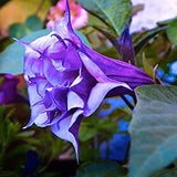 Datura metel Triple Purple | 20_Seeds