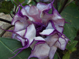 Datura metel Triple Purple | 20_Seeds